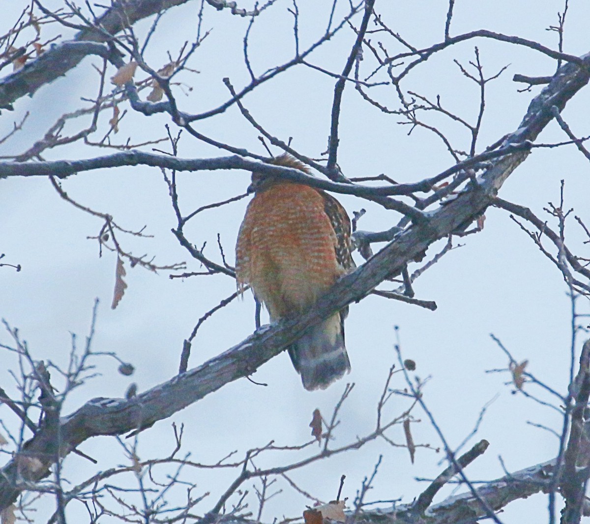 Red-shouldered Hawk - ML646235143