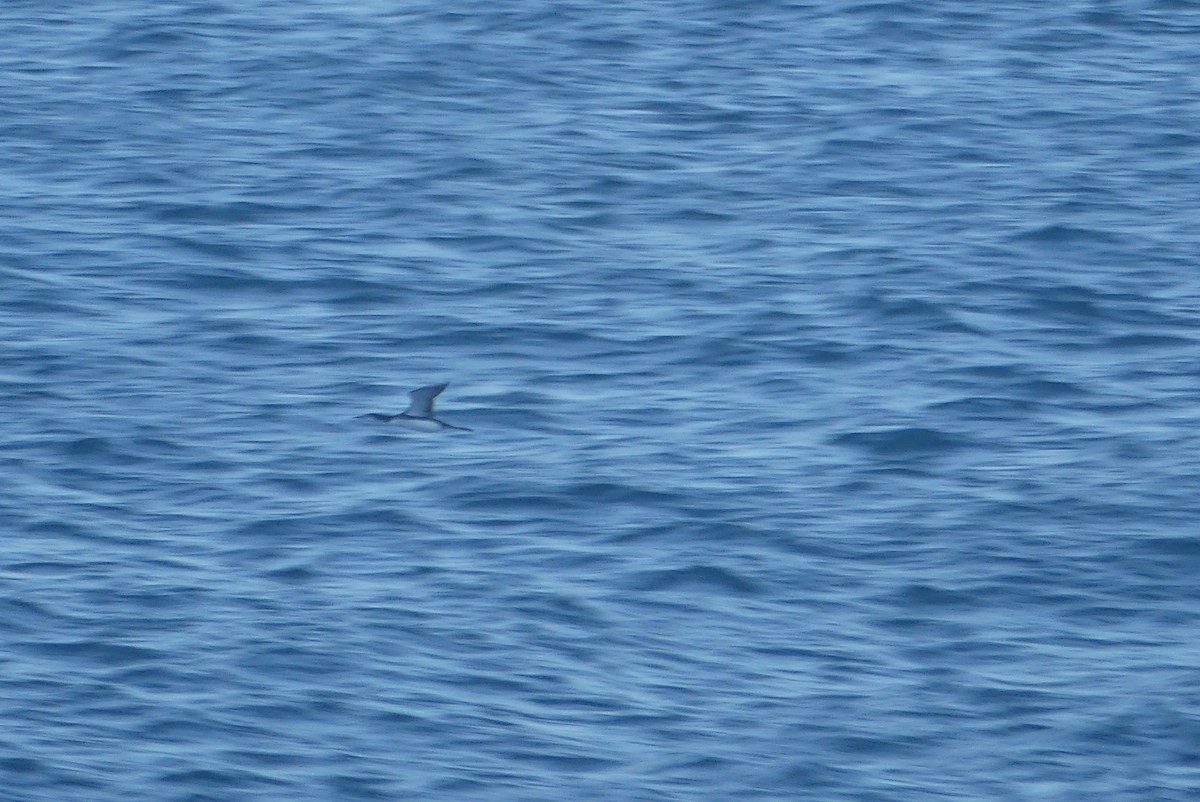 Strolaga maggiore - ML646235144