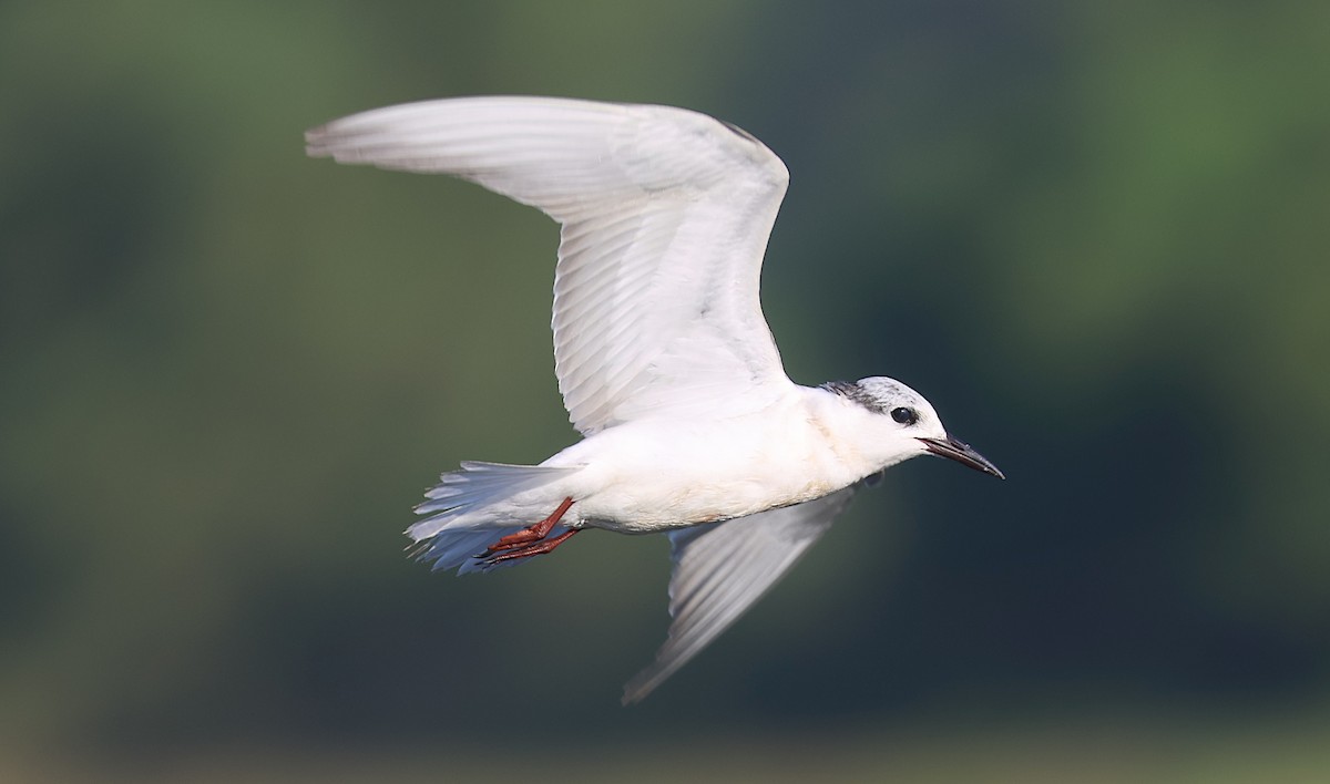 Mignattino piombato - ML646235145