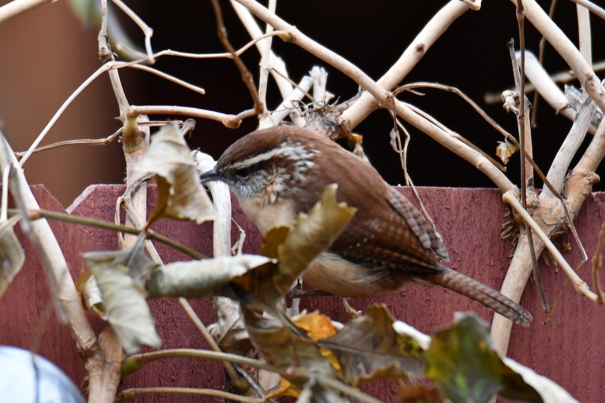 Carolina Wren - ML646235149