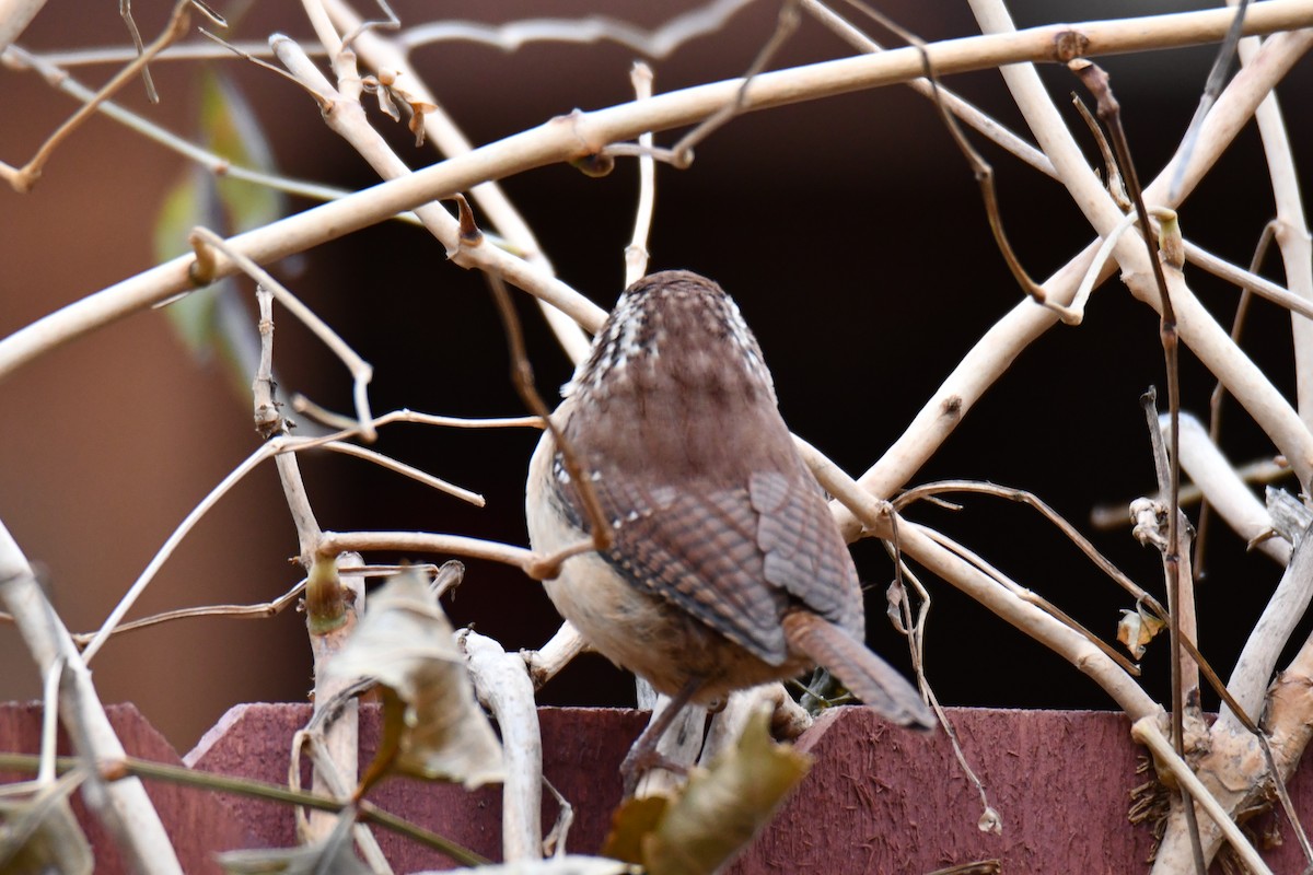 Carolina Wren - ML646235150