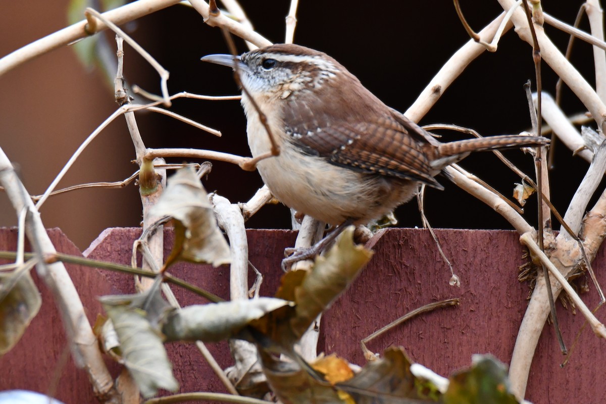 Carolina Wren - ML646235151