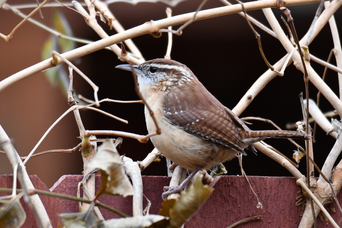 Carolina Wren - ML646235152