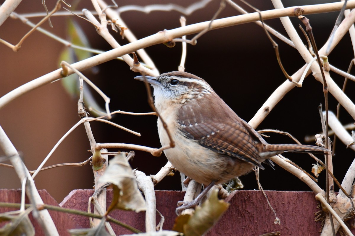 Carolina Wren - ML646235153