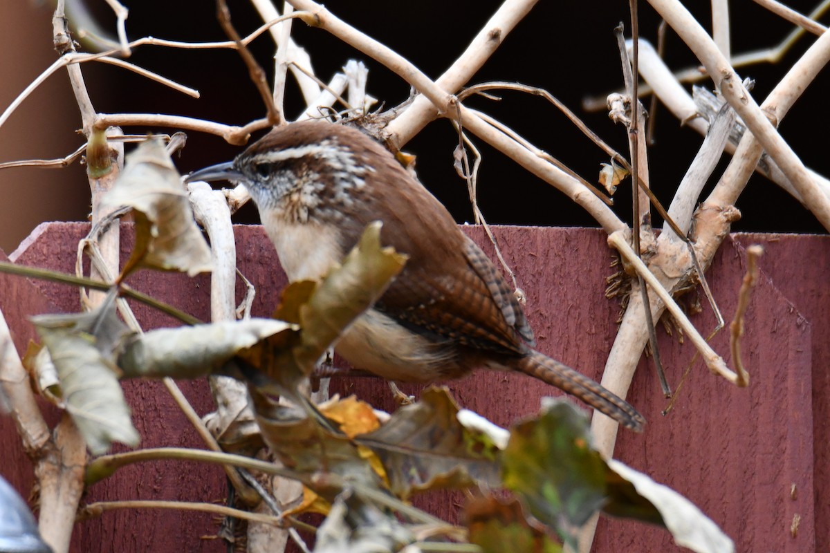 Carolina Wren - ML646235154