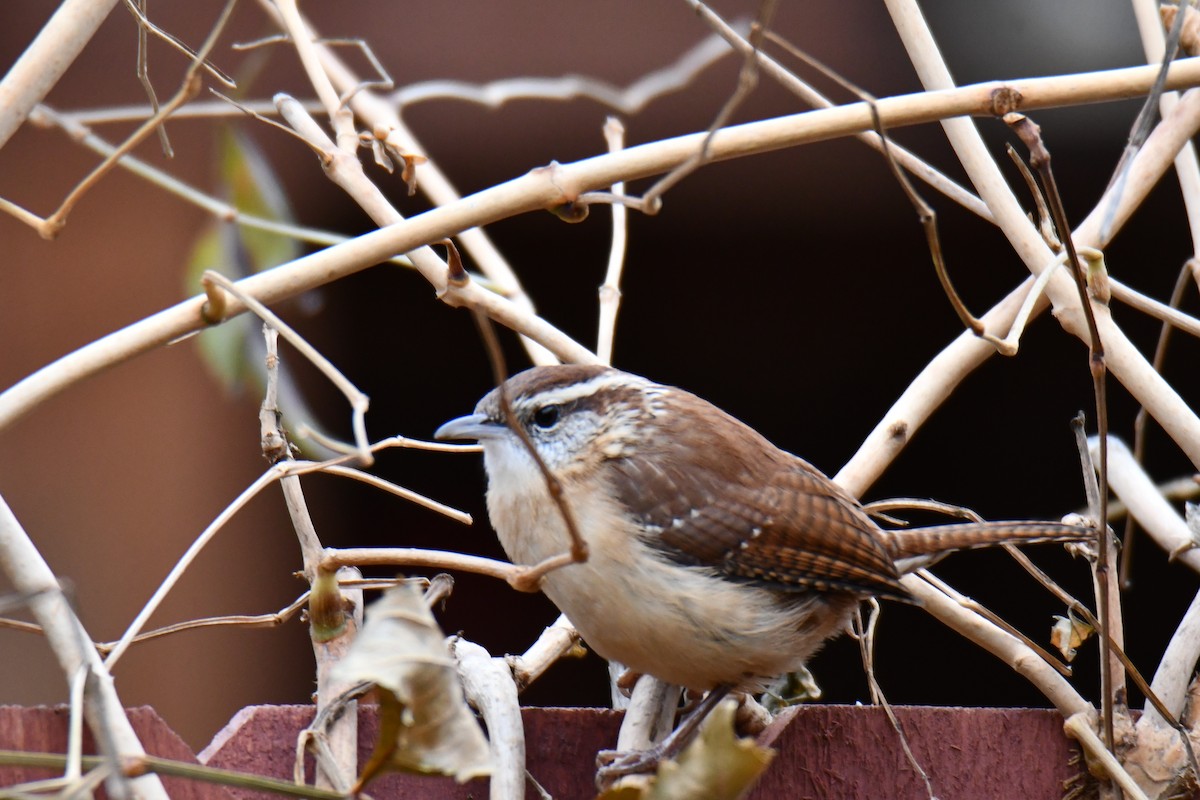 Carolina Wren - ML646235155