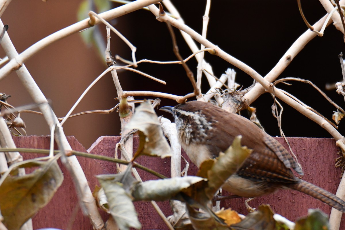 Carolina Wren - ML646235156