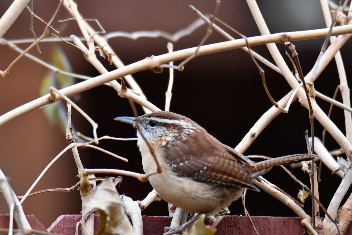 Carolina Wren - ML646235157