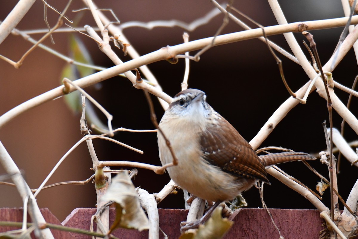 Carolina Wren - ML646235158