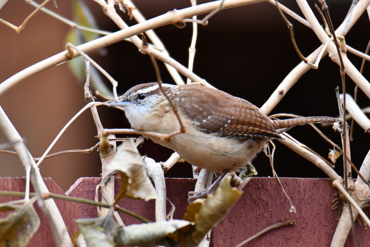 Carolina Wren - ML646235159