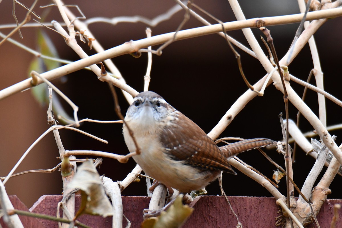 Carolina Wren - ML646235160