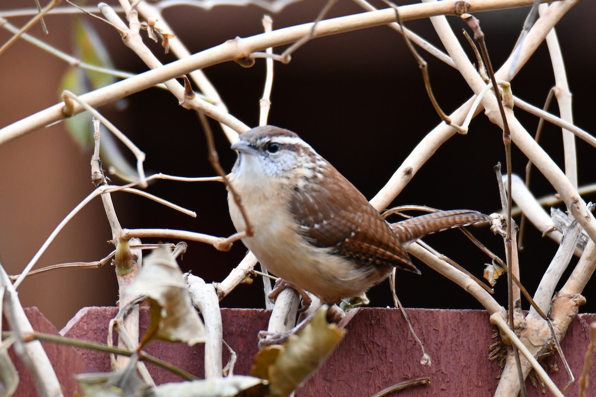 Carolina Wren - ML646235161
