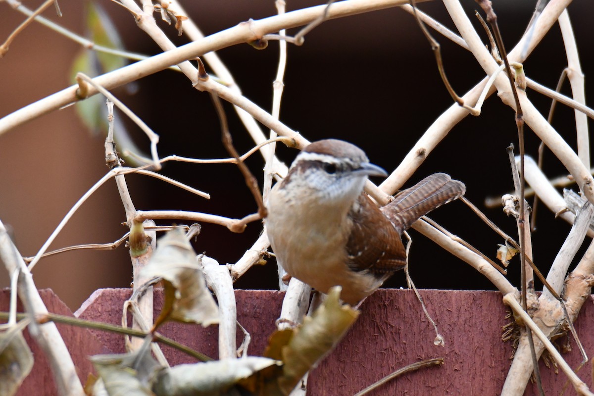 Carolina Wren - ML646235162
