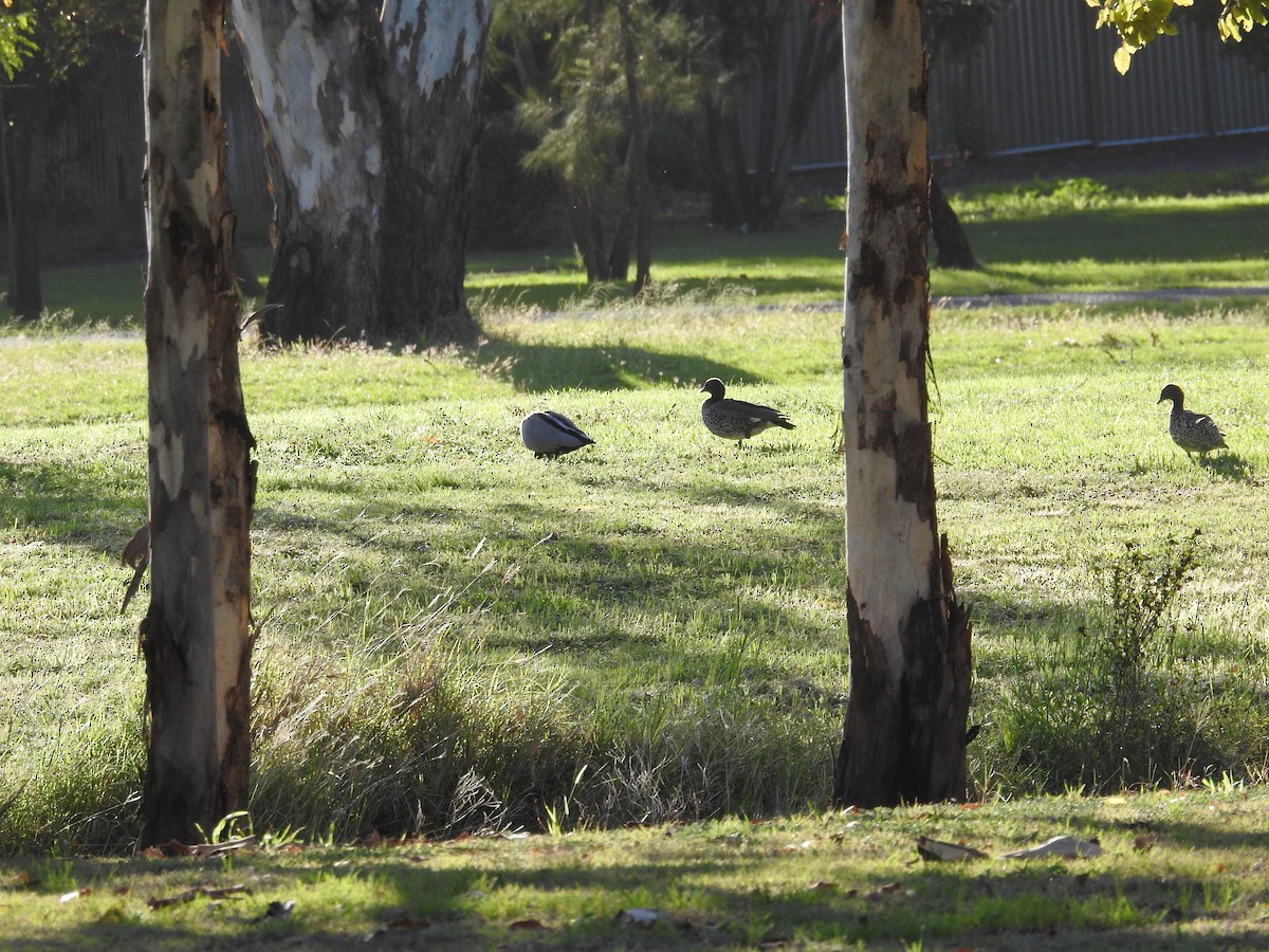 mankeand - ML646235166