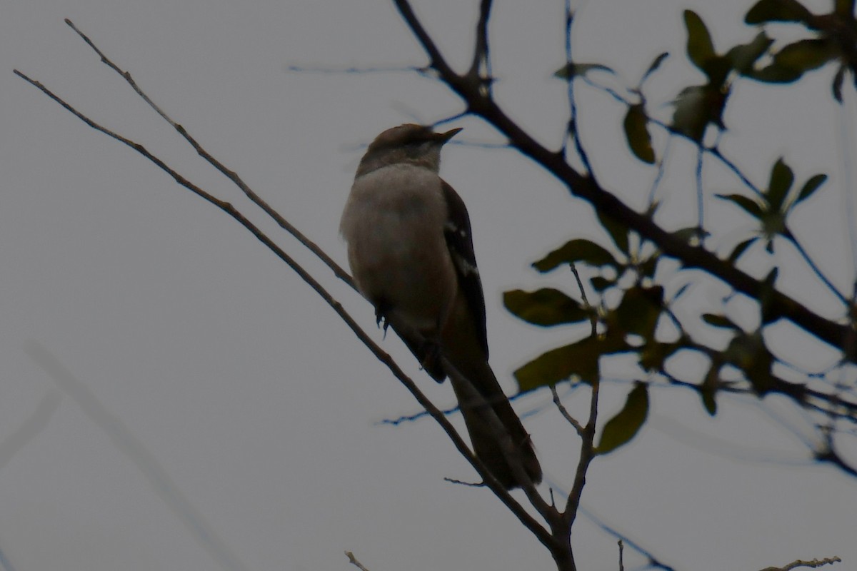 sangspottefugl - ML646235176