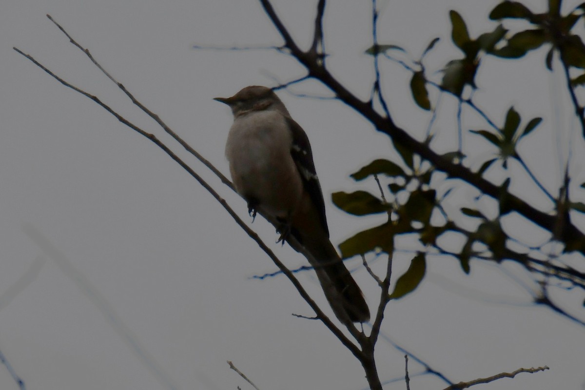 sangspottefugl - ML646235177