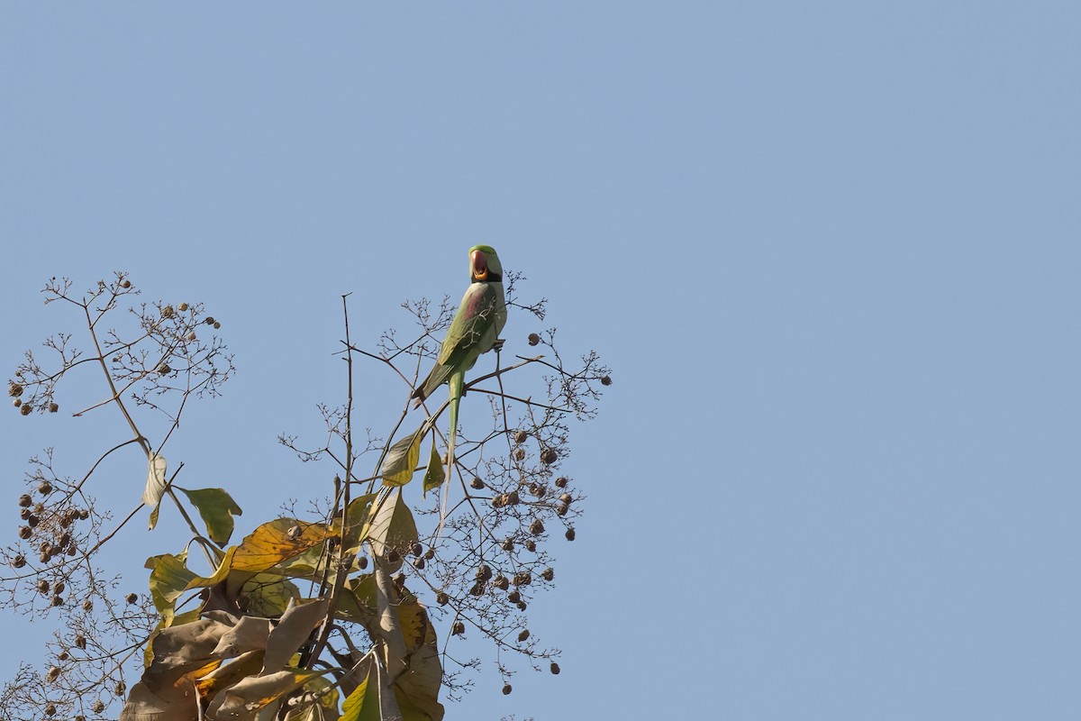 aleksanderparakitt - ML646235178