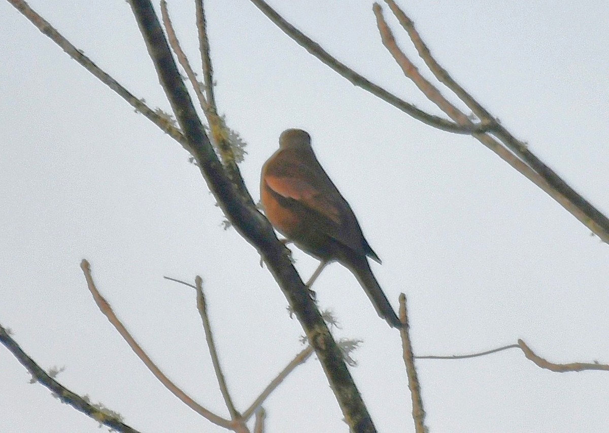 Gray-winged Blackbird - ML646235179