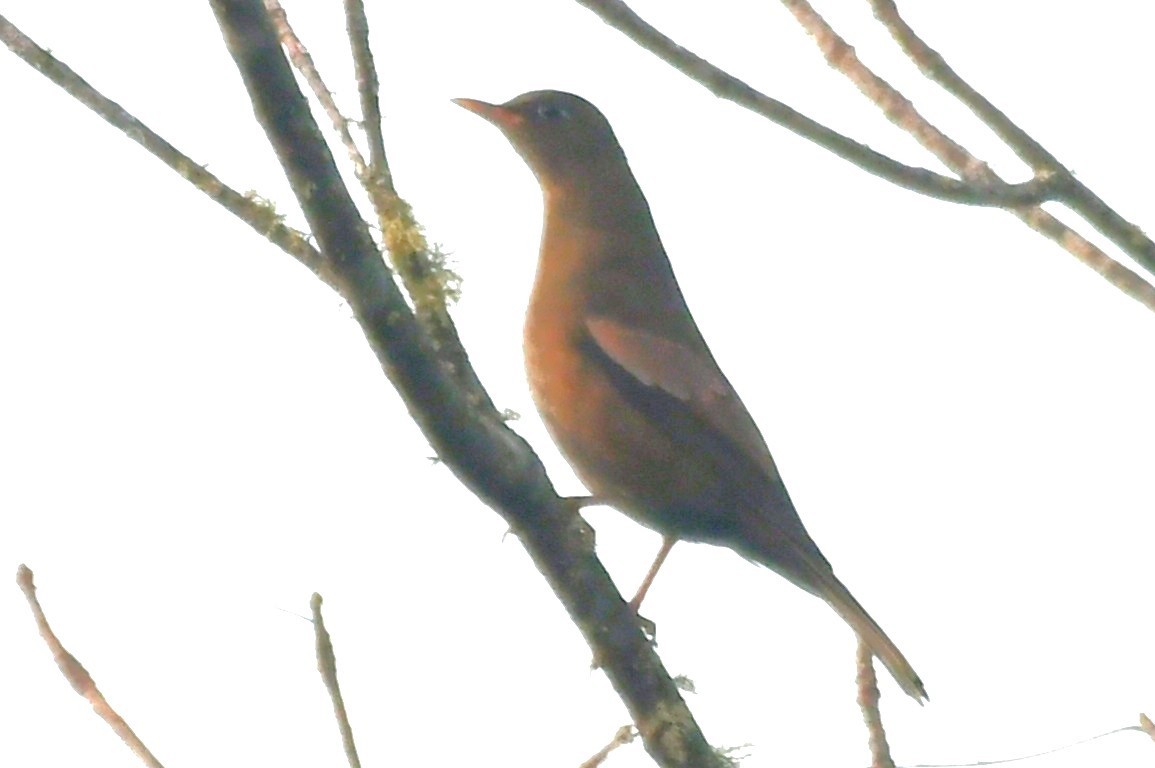 Gray-winged Blackbird - ML646235180