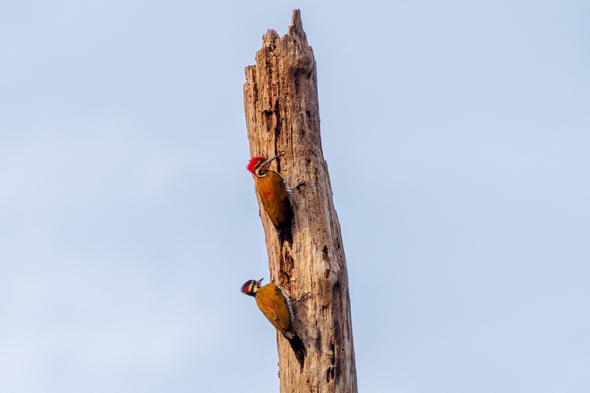 palawanspett - ML646235182