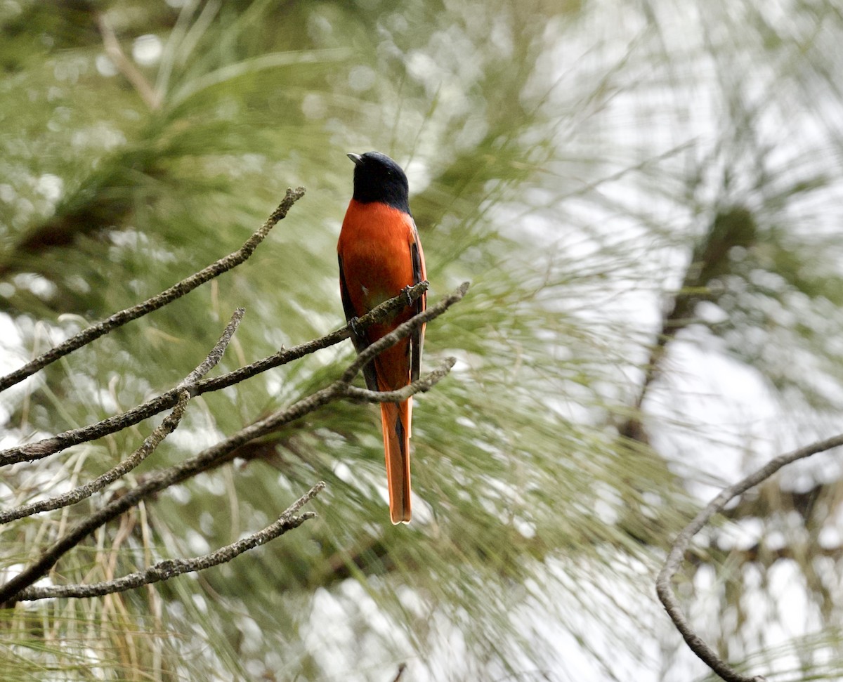 langstjertmønjefugl - ML646235183