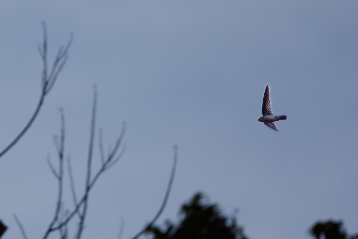 grågumpsalangan - ML646235185