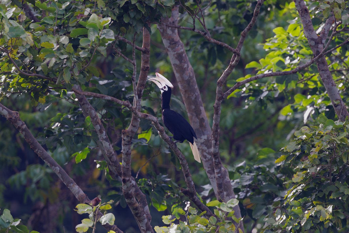 palawanhornfugl - ML646235186