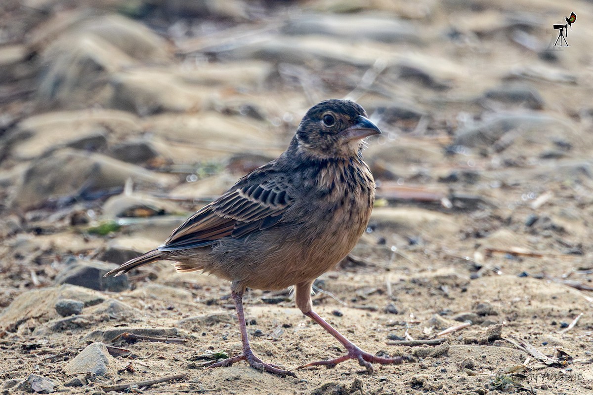 bengallerke - ML646235187