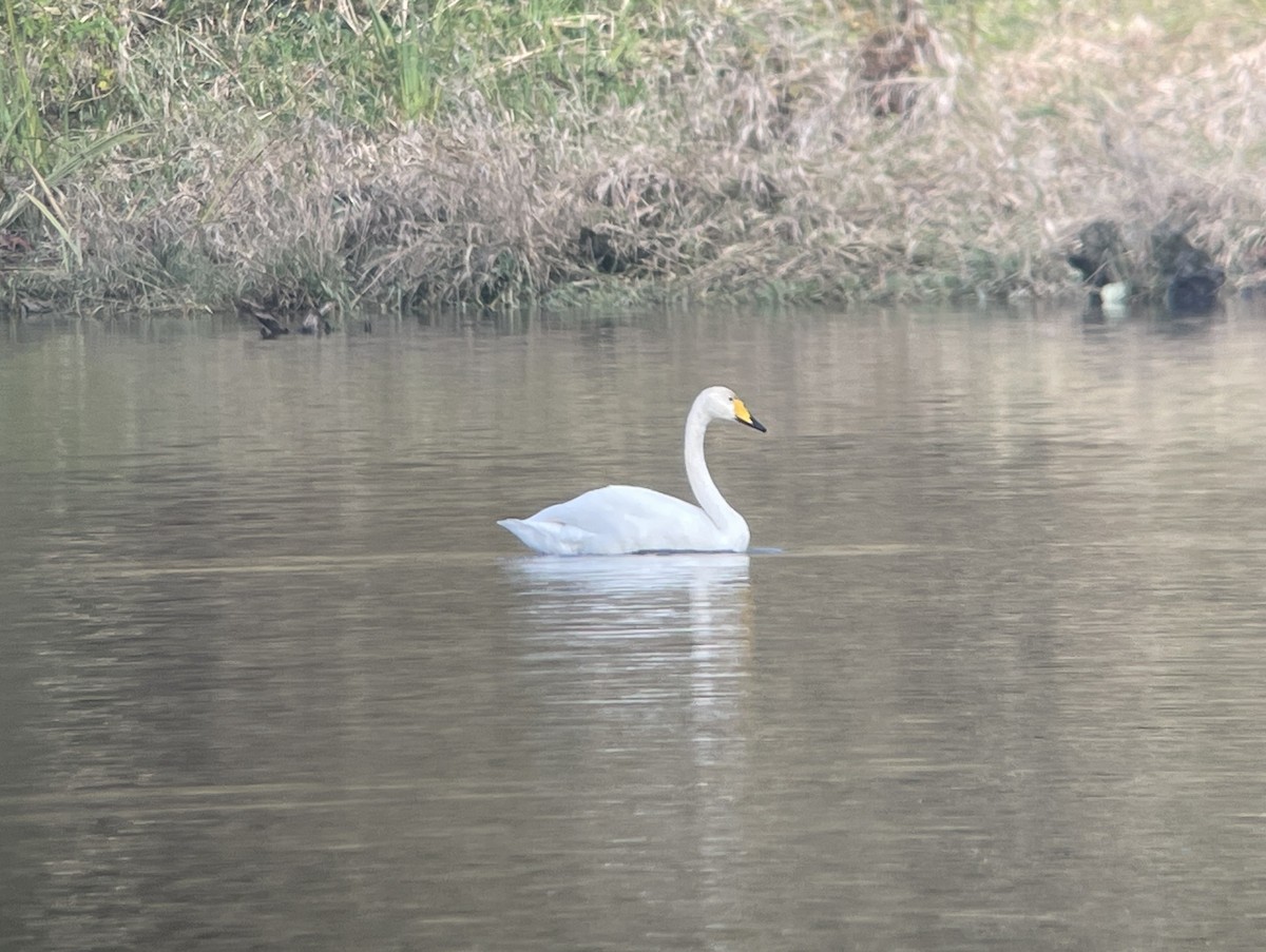 sangsvane - ML646235188