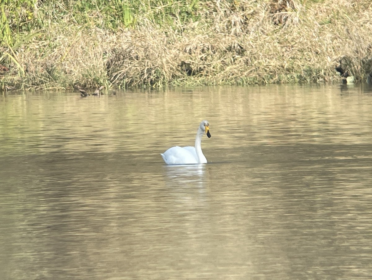 sangsvane - ML646235189