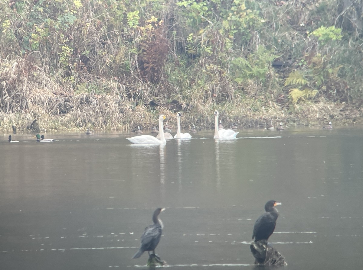 sangsvane - ML646235190