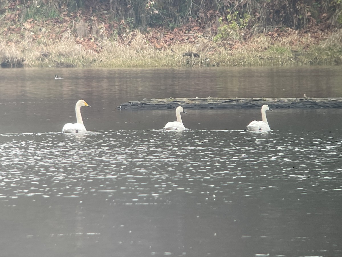 sangsvane - ML646235191