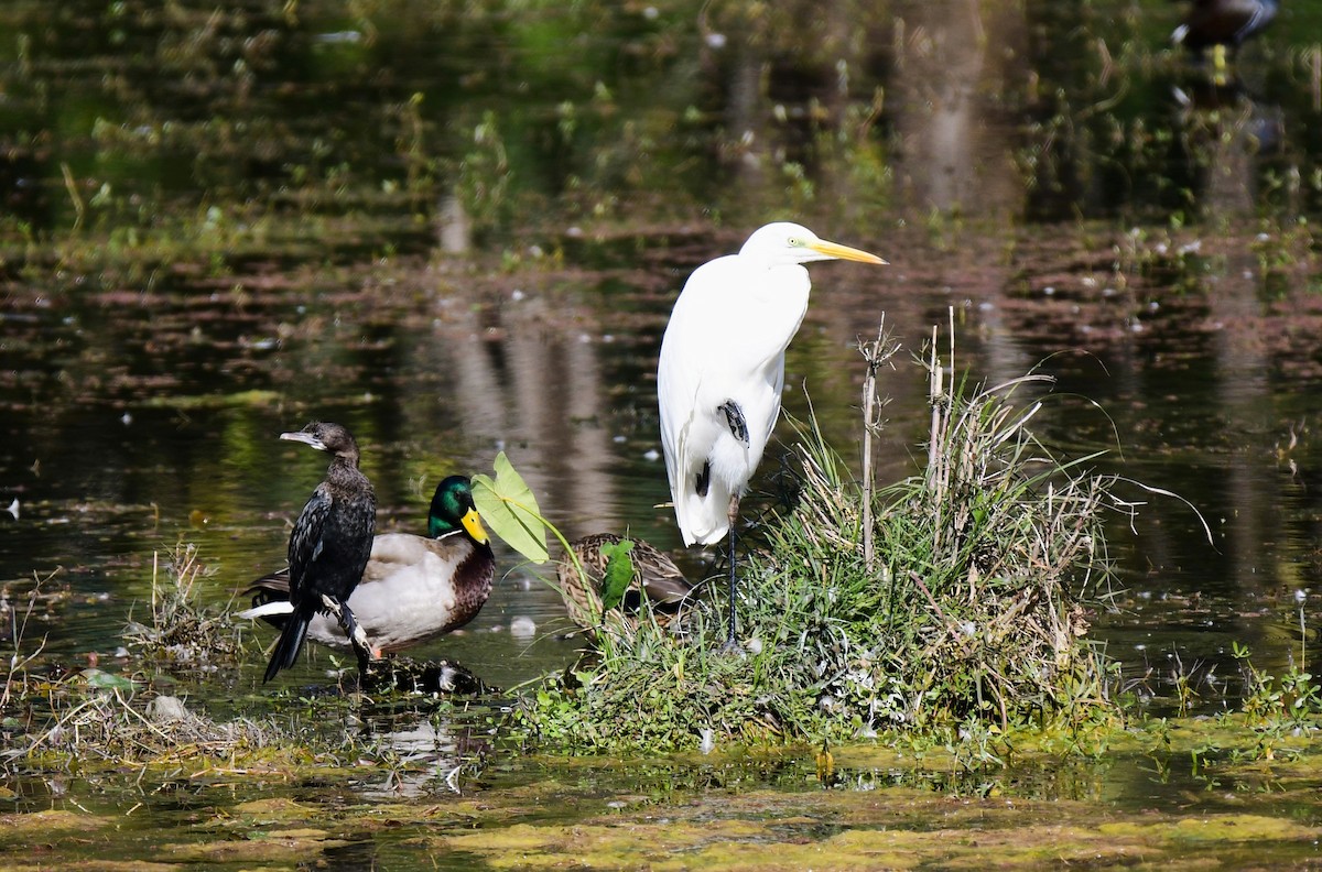 egretthegre - ML646235192