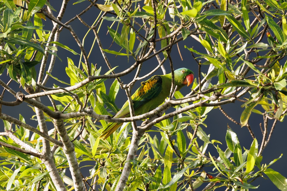 blånakkepapegøye - ML646235193