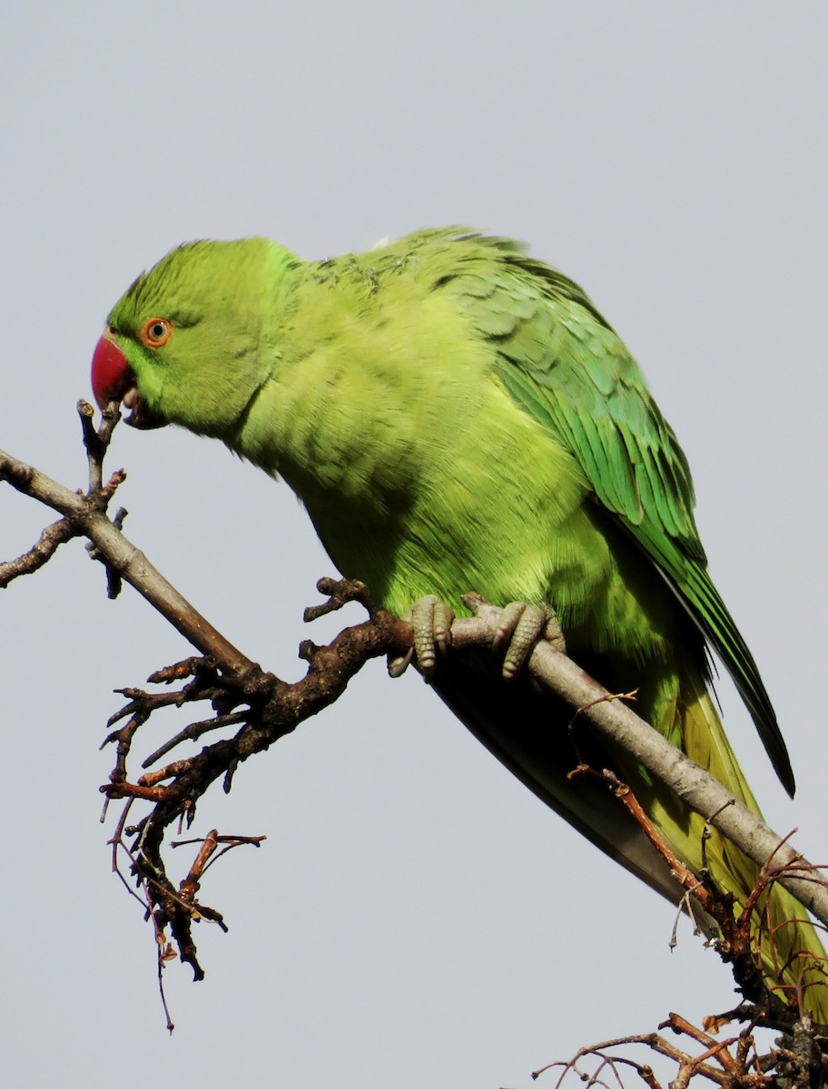 halsbåndparakitt - ML646235195