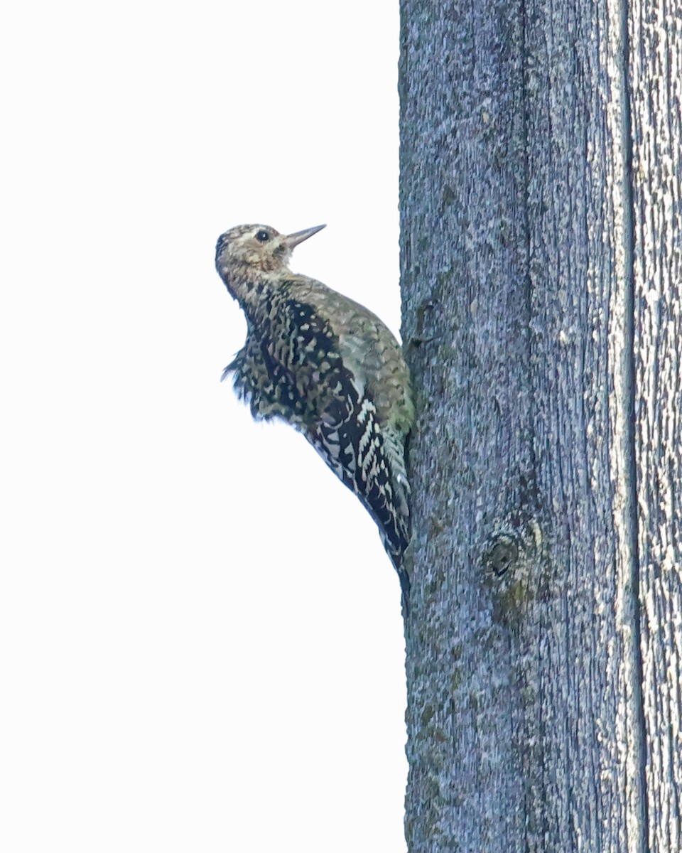 kanadasevjespett - ML646235196