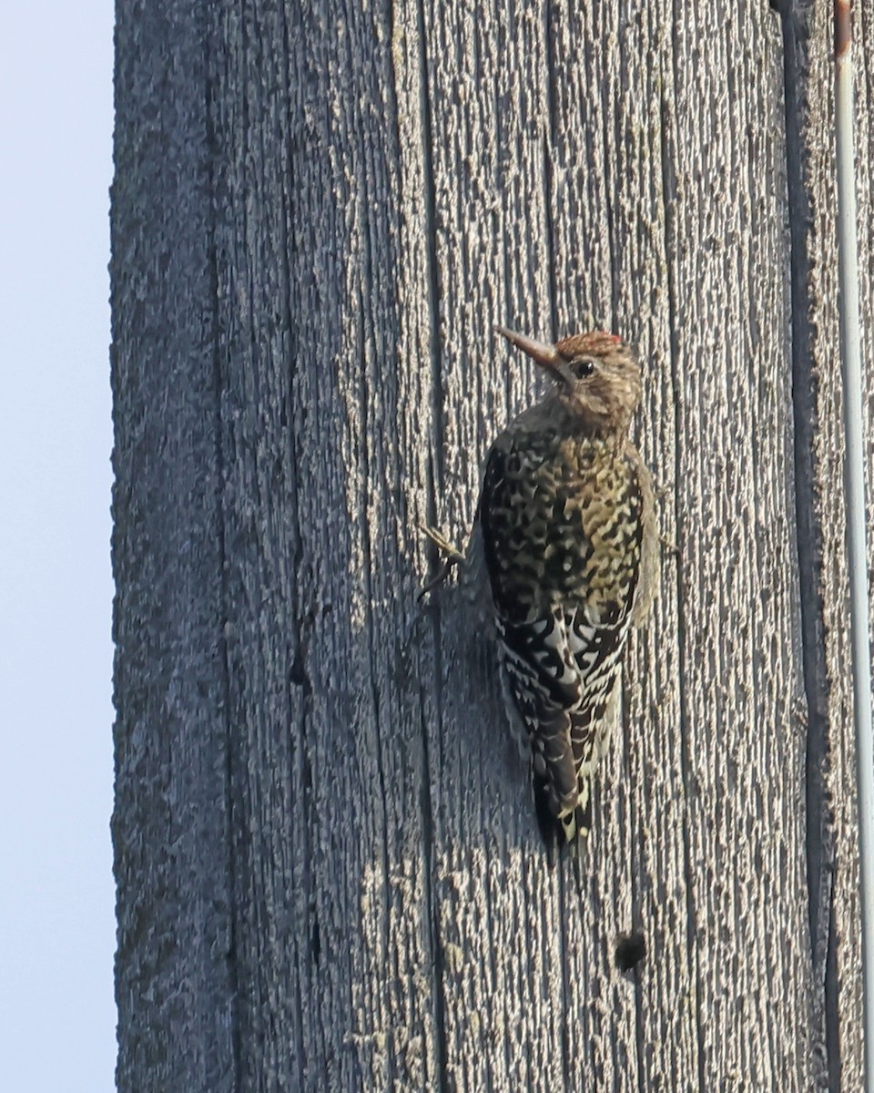 Yellow-bellied Sapsucker - ML646235197
