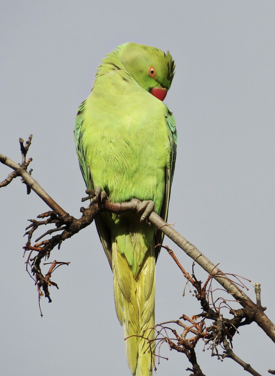 halsbåndparakitt - ML646235198