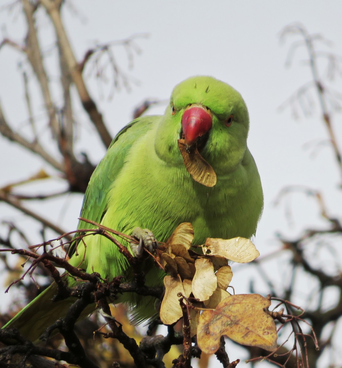 halsbåndparakitt - ML646235199