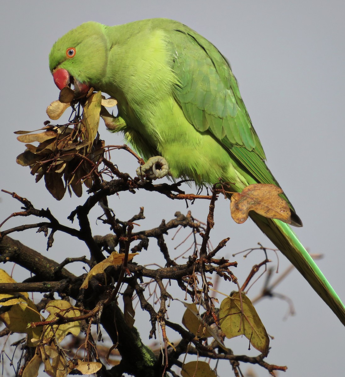 halsbåndparakitt - ML646235201