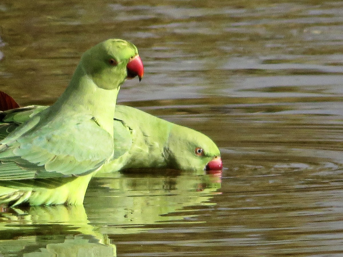 halsbåndparakitt - ML646235203