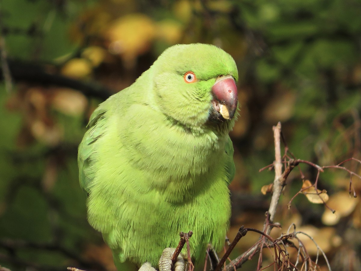 halsbåndparakitt - ML646235206