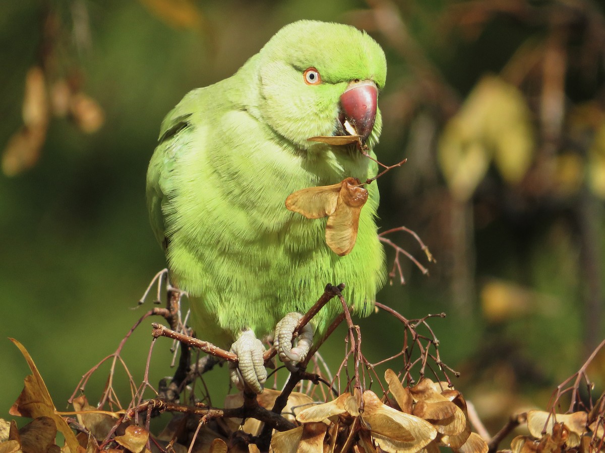 Rose-ringed Parakeet - ML646235207