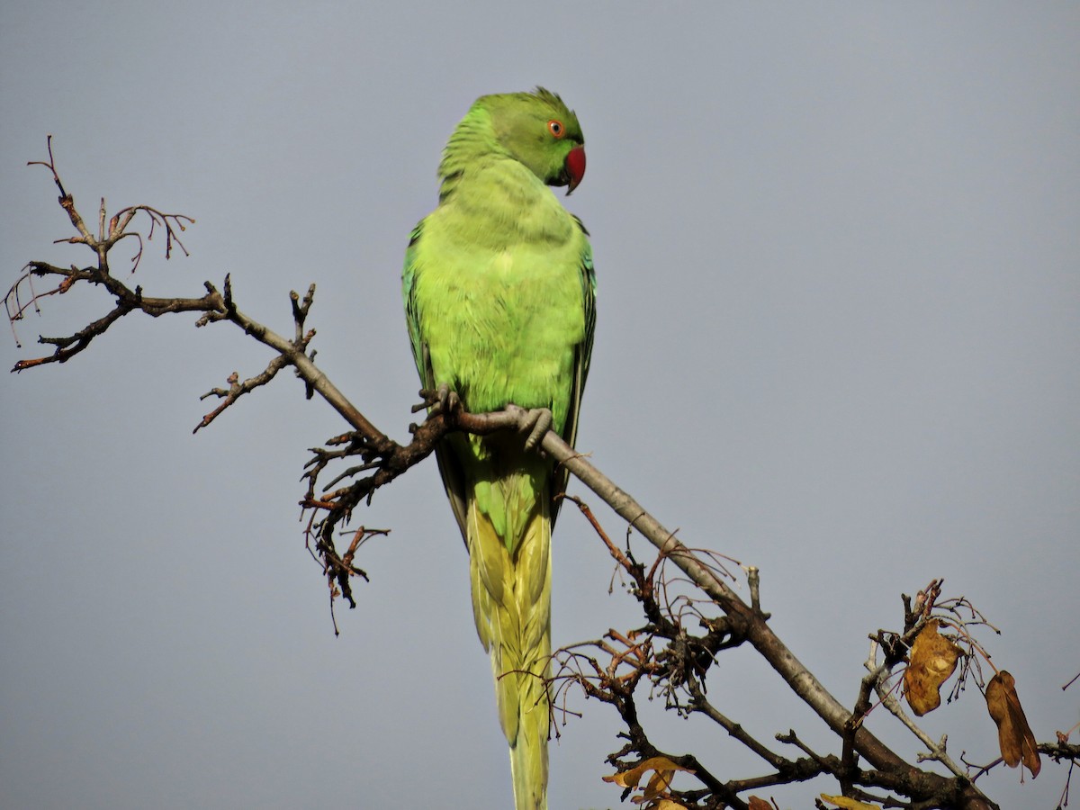 Rose-ringed Parakeet - ML646235208