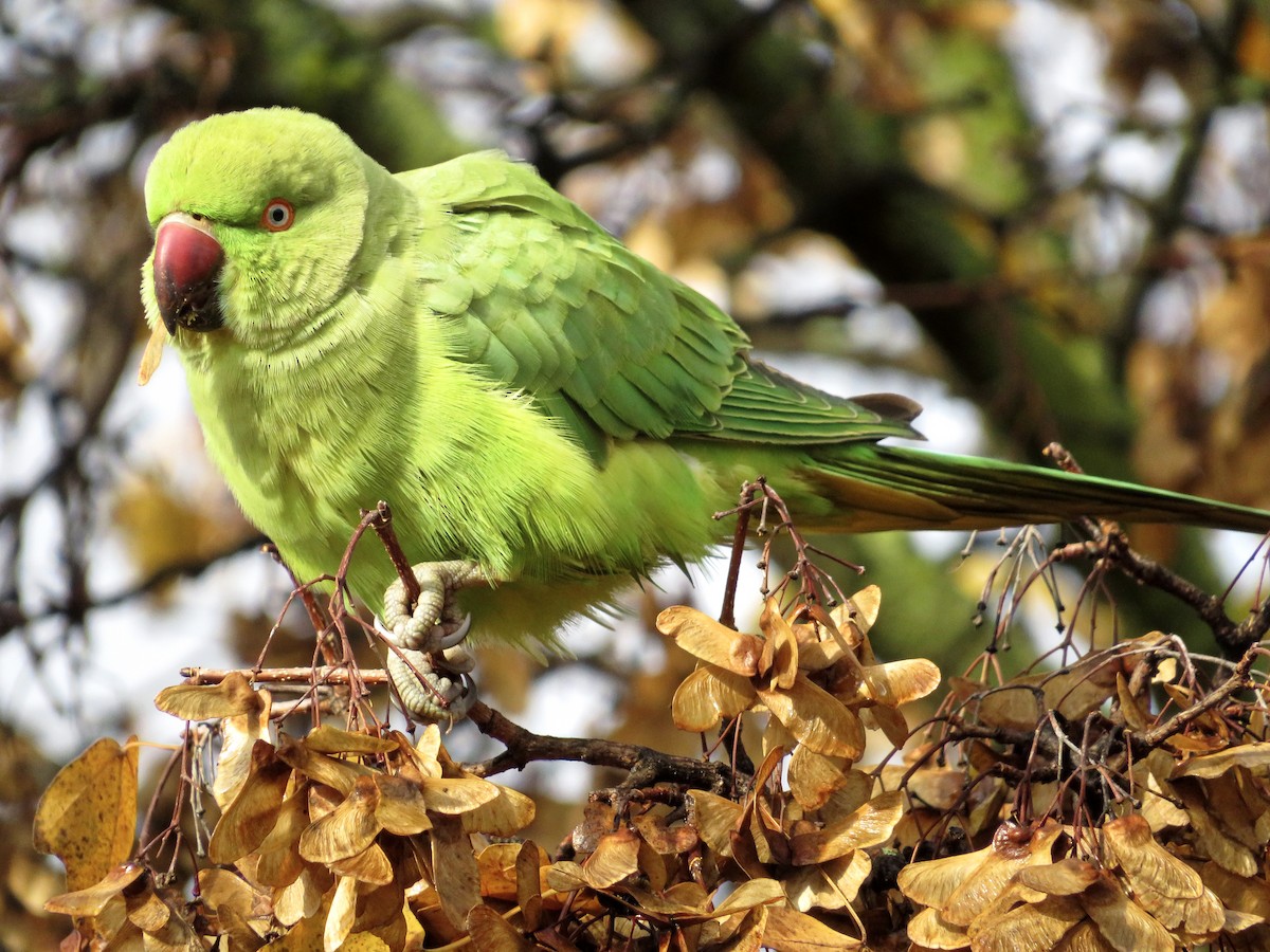 Rose-ringed Parakeet - ML646235209
