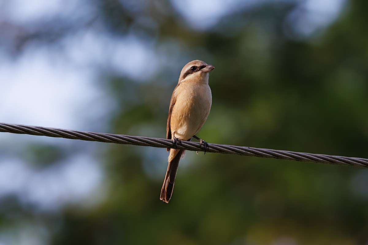 brunvarsler (lucionensis) - ML646235210