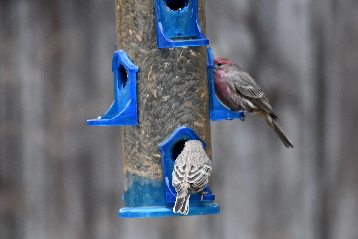 husrosenfink - ML646235211