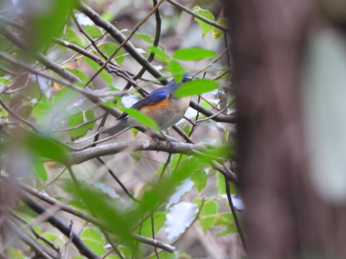 blåstjert - ML646235217