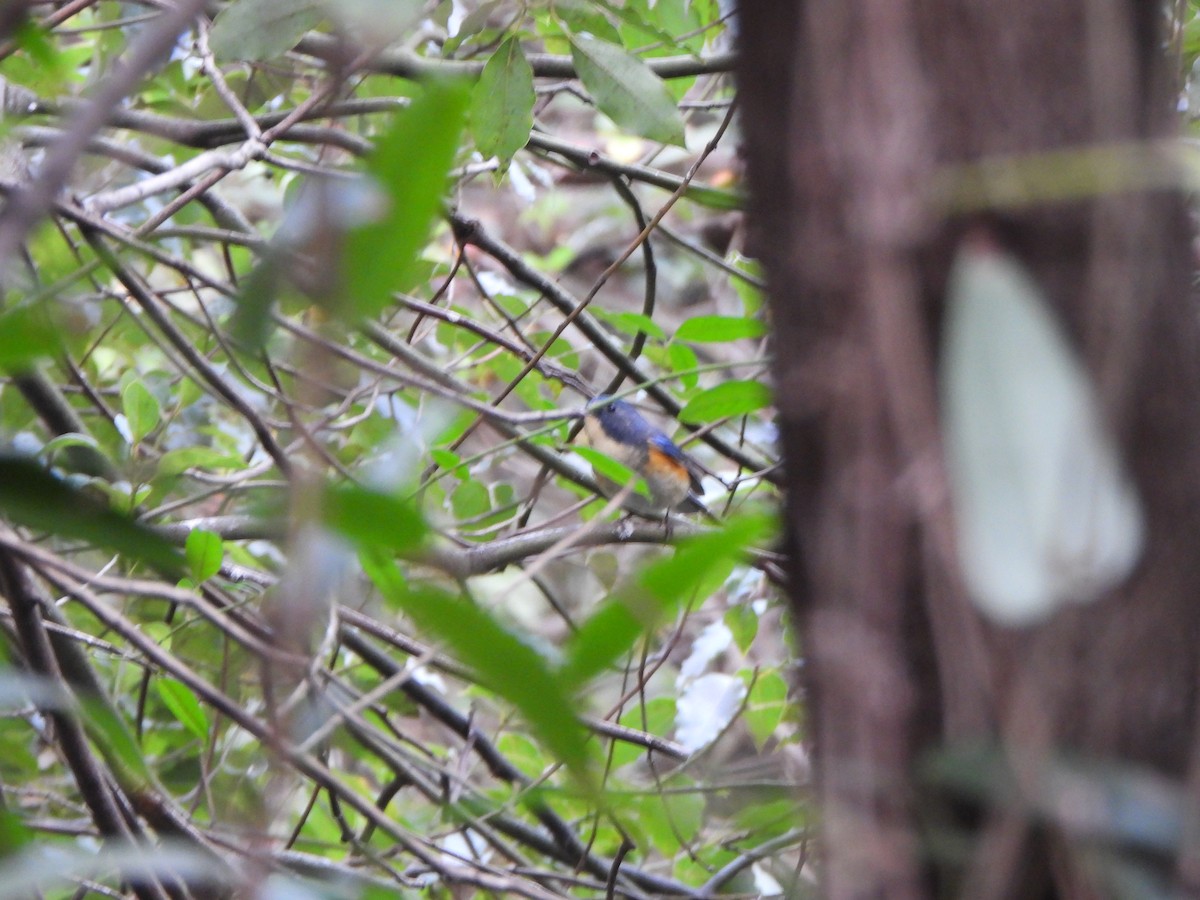 blåstjert - ML646235218