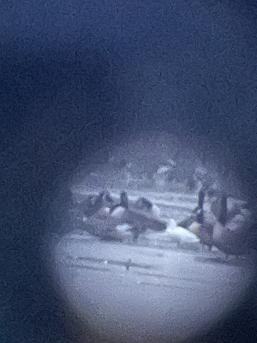 Ross's Goose - ML646235220